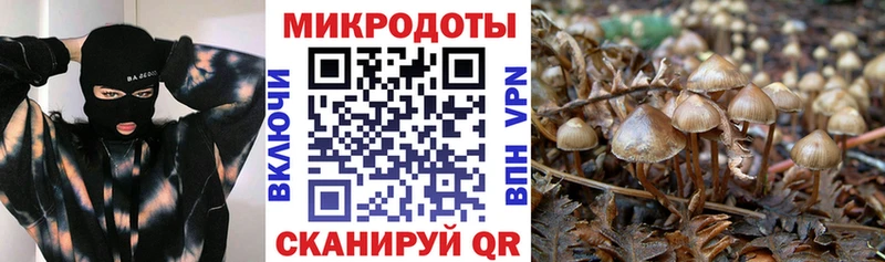 Псилоцибиновые грибы GOLDEN TEACHER Купить где Дагестанские Огни